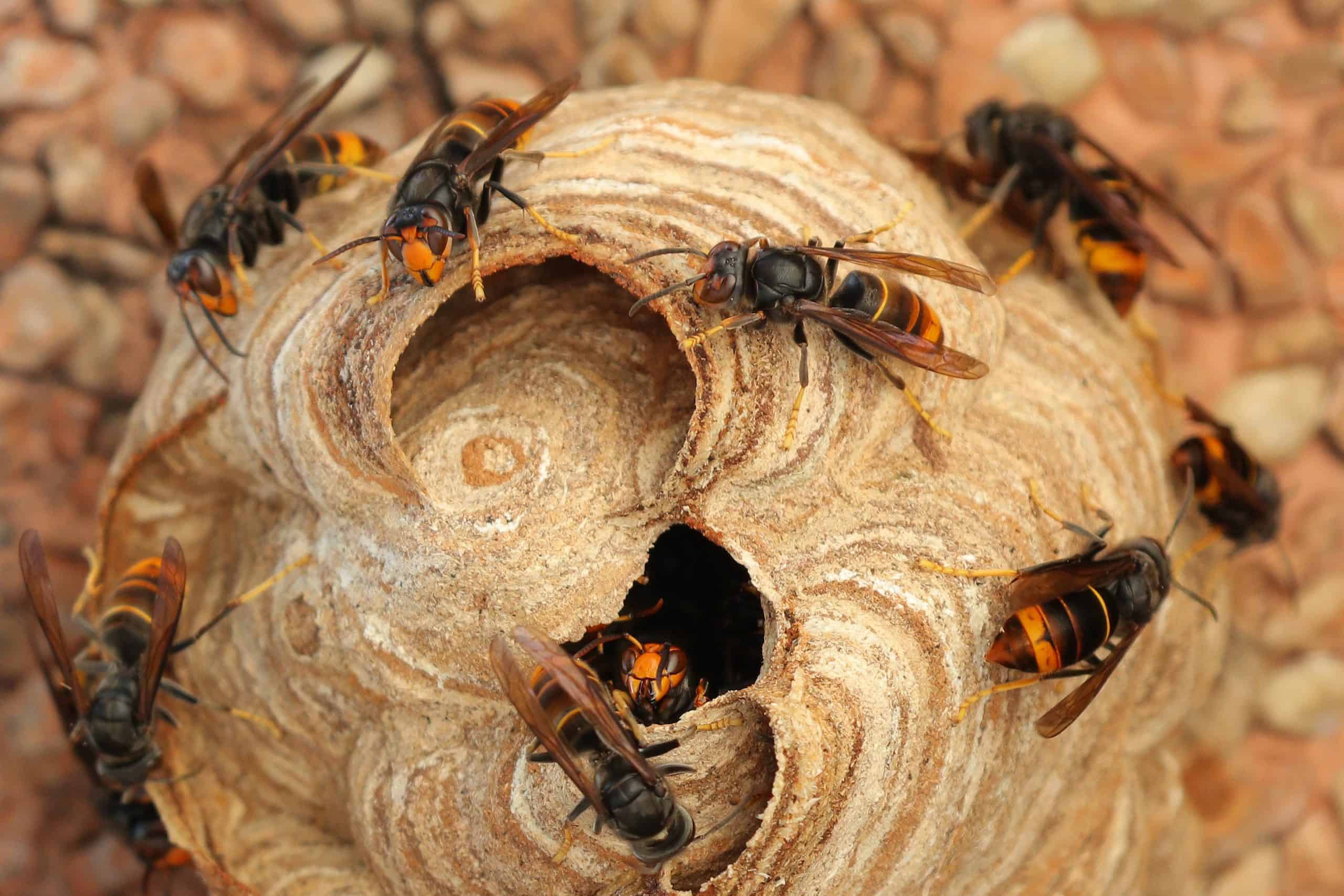 Enfield Beekeepers' Image © Mark Nolan